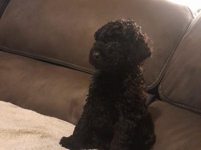 Irish Doodle puppies in Offaly