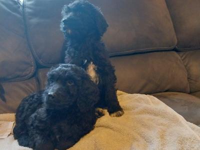 Irish Doodle puppies in Offaly