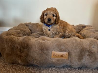 Cavapoo puppies in Kilkenny