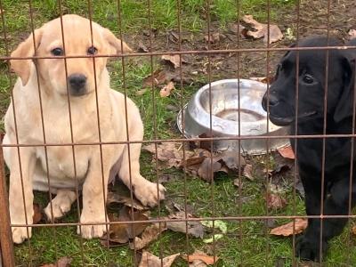 1 female Labrador puppy left in Offaly