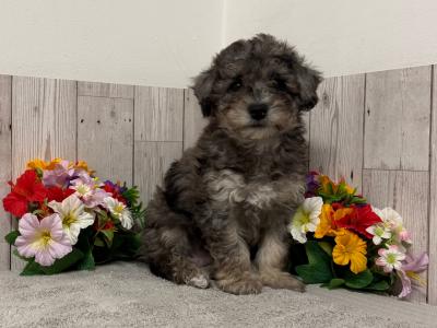 Stunning Poochon puppies for sale in Limerick