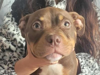 Female Pocket Bully puppy in Kerry €1400 🔥 🔥