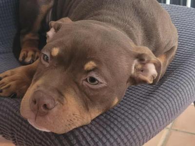 Female Pocket Bully puppy in Kerry €1400 🔥 🔥