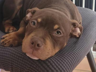 Female Pocket Bully puppy in Kerry €1400 🔥 🔥