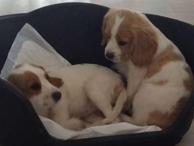 Adorable Cavalier King Charles x Cocker Spaniel puppies in Limerick looking forever homes
