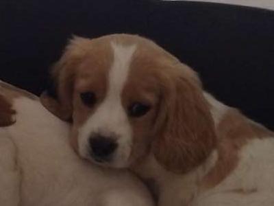 Adorable Cavalier King Charles x Cocker Spaniel puppies in Limerick looking forever homes