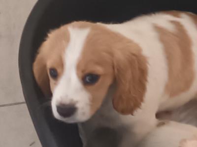 Adorable Cavalier King Charles x Cocker Spaniel puppies in Limerick looking forever homes