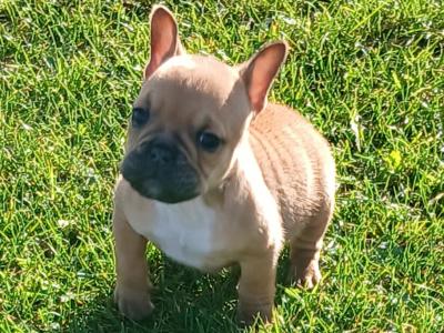 Female Freelance Bulldog x French Bulldog puppy in Cavan