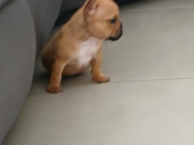 Female Freelance Bulldog x French Bulldog puppy in Cavan