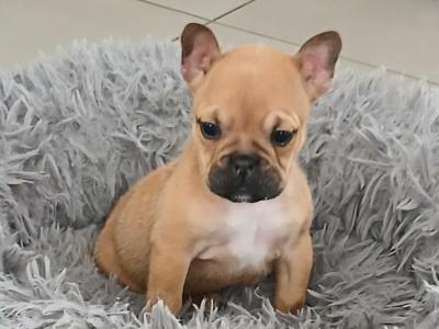Female Freelance Bulldog x French Bulldog puppy in Cavan