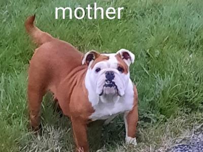 Female Freelance Bulldog x French Bulldog puppy in Cavan