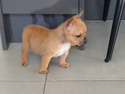Female Freelance Bulldog x French Bulldog puppy in Cavan