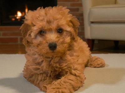 Miniature Poodle puppies in Galway