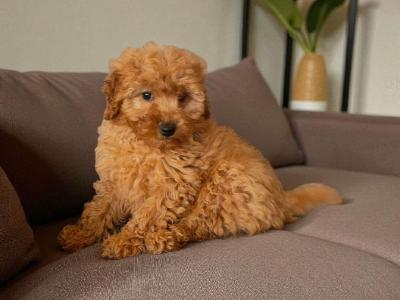 Miniature Poodle puppies in Galway