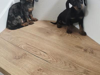 Tiny miniature Dachshund puppies for sale in Meath 🐾