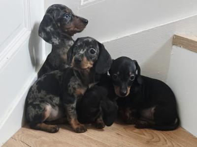 Tiny miniature Dachshund puppies for sale in Meath 🐾