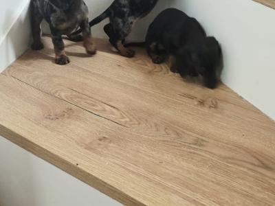 Tiny miniature Dachshund puppies for sale in Meath 🐾