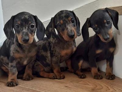 Tiny miniature Dachshund puppies for sale in Meath 🐾