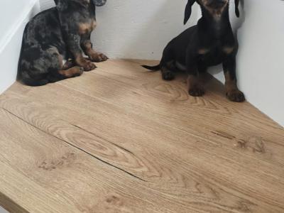 Tiny miniature Dachshund puppies for sale in Meath 🐾