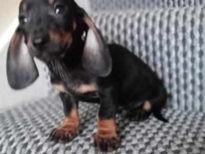 Purebred miniature Dachshund puppies in Cavan