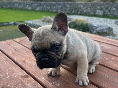 Purebred French Bulldog puppies in Galway