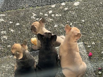 Purebred French Bulldog puppies in Galway