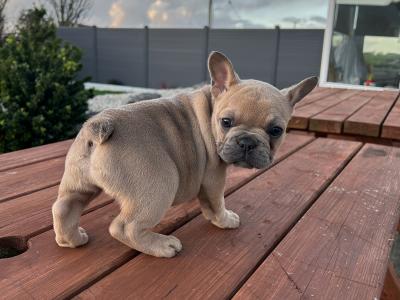 Purebred French Bulldog puppies in Galway