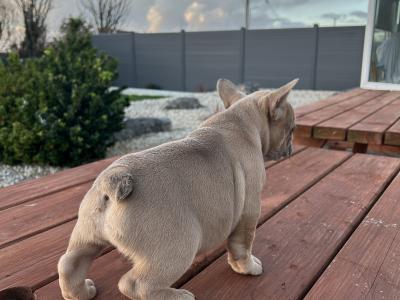 Purebred French Bulldog puppies in Galway