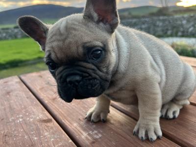 Purebred French Bulldog puppies in Galway