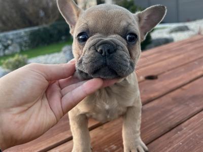 Purebred French Bulldog puppies in Galway