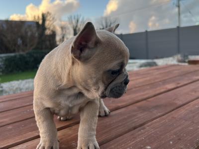 Purebred French Bulldog puppies in Galway