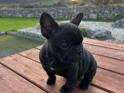 Purebred French Bulldog puppies in Galway