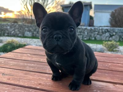 Purebred French Bulldog puppies in Galway