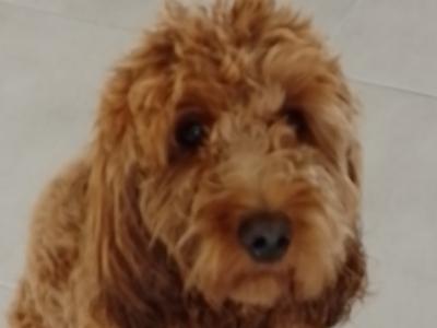 Beautiful 9 month old female Non Shedding Cockapoo puppy for sale in Clare