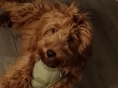 Beautiful 9 month old female Non Shedding Cockapoo puppy for sale in Clare