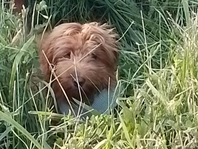 Beautiful 9 month old female Non Shedding Cockapoo puppy for sale in Clare