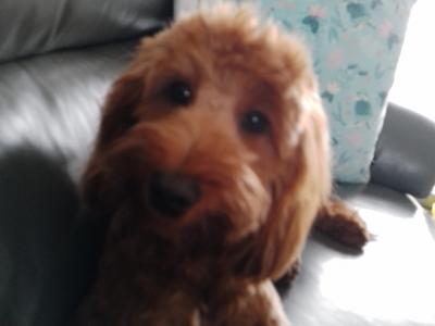 Beautiful 9 month old female Non Shedding Cockapoo puppy for sale in Clare