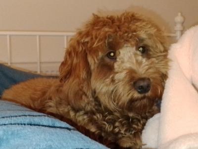 Beautiful 9 month old female Non Shedding Cockapoo puppy for sale in Clare