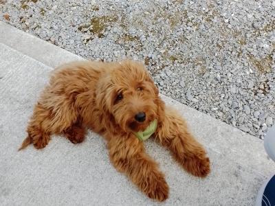 Beautiful 9 month old female Non Shedding Cockapoo puppy for sale in Clare