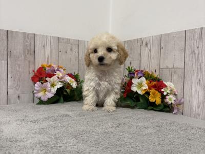 Stunning Poochon puppies for sale in Limerick