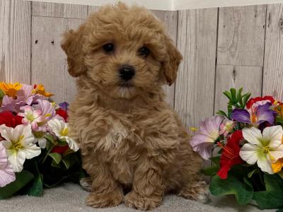 Stunning Poochon puppies for sale in Limerick