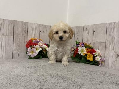 Stunning Poochon puppies for sale in Limerick