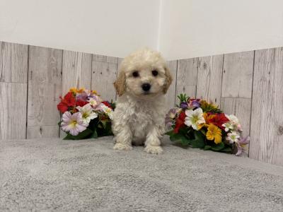 Stunning Poochon puppies for sale in Limerick