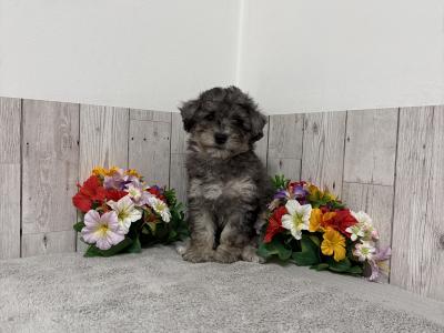 Stunning Poochon puppies for sale in Limerick