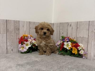 Stunning Poochon puppies for sale in Limerick