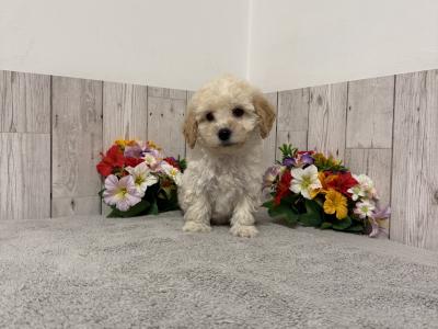 Stunning Poochon puppies for sale in Limerick