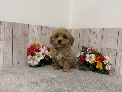 Stunning Poochon puppies for sale in Limerick