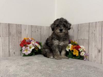 Stunning Poochon puppies for sale in Limerick