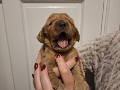Golden and Black Cocker Spaniel puppies for sale in Cavan