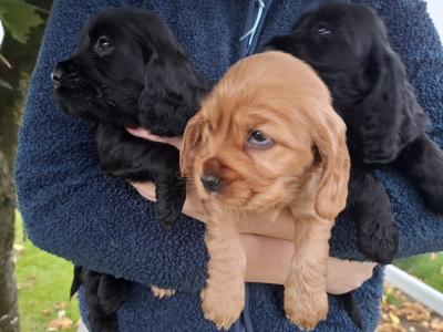 Golden and Black Cocker Spaniel puppies for sale in Cavan